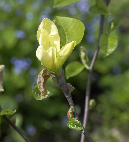  Magnolie Yellow Joy 80-100cm - Magnolia