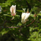  Magnolie Yellow Laterm 40-60cm - Magnolia