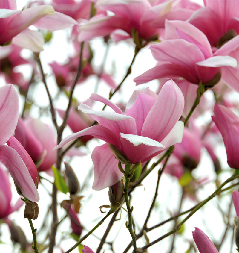  Chinesische Yulan Magnolie Festirose 60-80cm - Magnolia Denudata