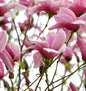  Chinesische Yulan Magnolie Festirose 60-80cm - Magnolia Denudata