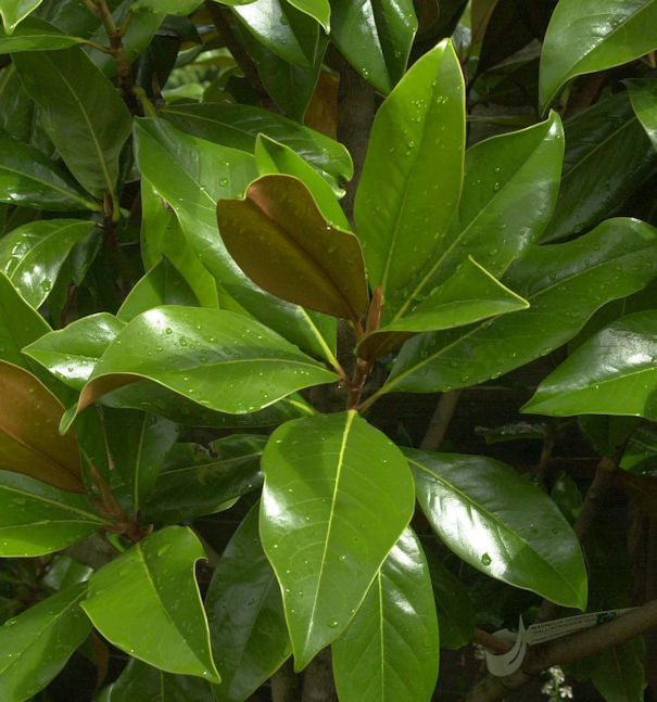  Immergrüne Magnolie Galissoniere 100-125cm - Magnolia Grandiflora