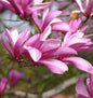  Niedrige Magnolie Betty 125-150cm - Magnolia Liliiflora