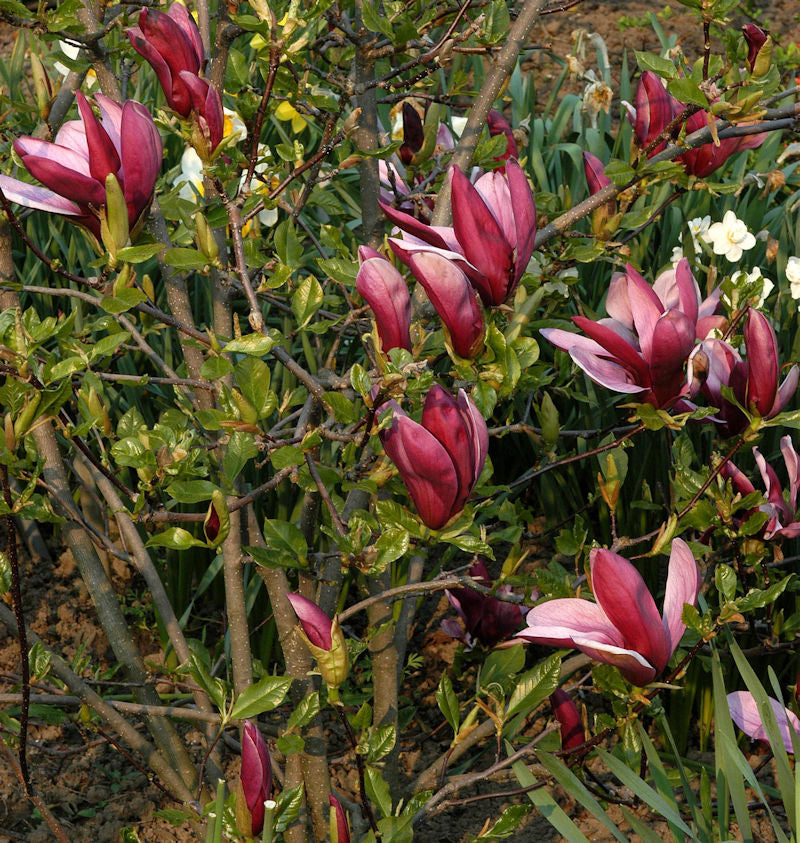  Purpur Magnolie 80-100cm - Magnolia Liliiflora