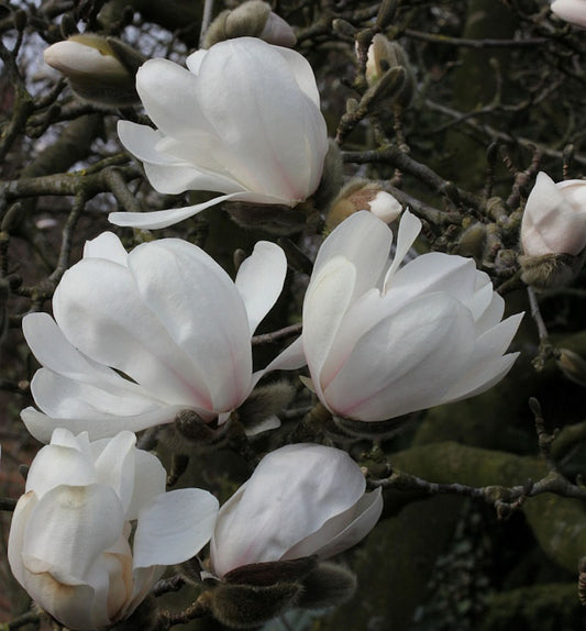  Sternmagnolie Merrill 125-150cm - Magnolia Loebneri