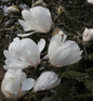  Sternmagnolie Merrill 125-150cm - Magnolia Loebneri