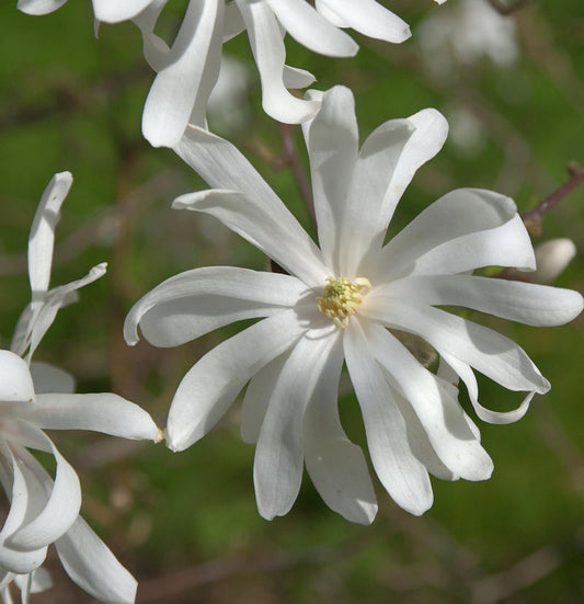  Sternmagnolie Royal Star 40-60cm - Magnolia Stellata