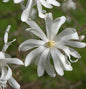  Sternmagnolie Royal Star 40-60cm - Magnolia Stellata