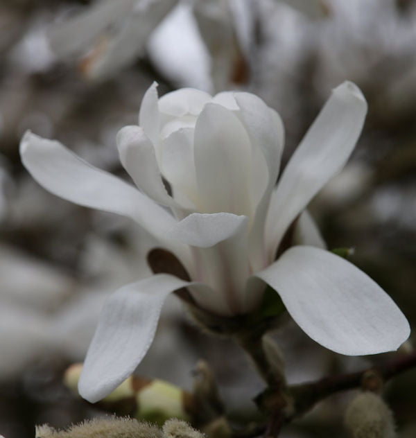  Kleine Sternmagnolie 80-100cm - Magnolia Stellata