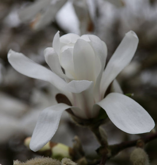  Kleine Sternmagnolie 80-100cm - Magnolia Stellata