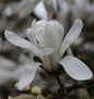  Kleine Sternmagnolie 80-100cm - Magnolia Stellata