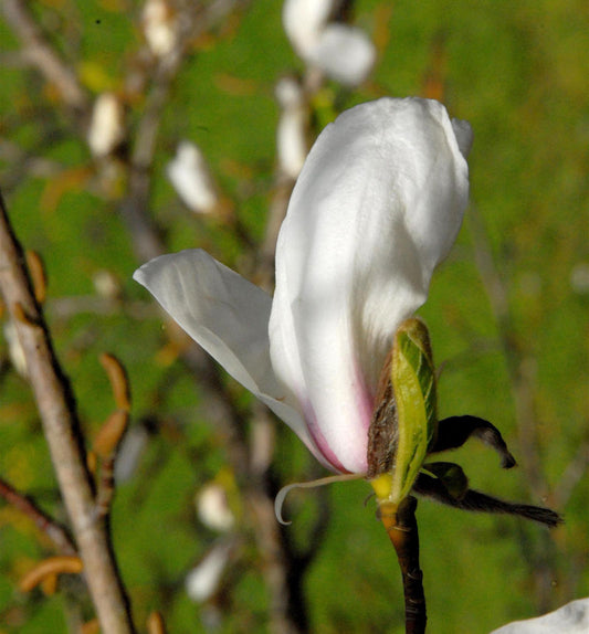  Kleine Sternmagnolie Rosa 60-80cm - Magnolia Stellata