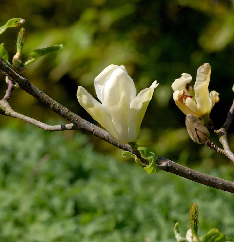  Hochstamm Magnolie Daphne 100-125cm - Magnolia