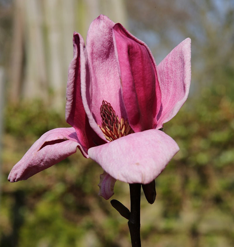  Magnolie Genie 40-60cm - Magnolia