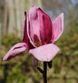  Magnolie Genie 60-80cm - Magnolia