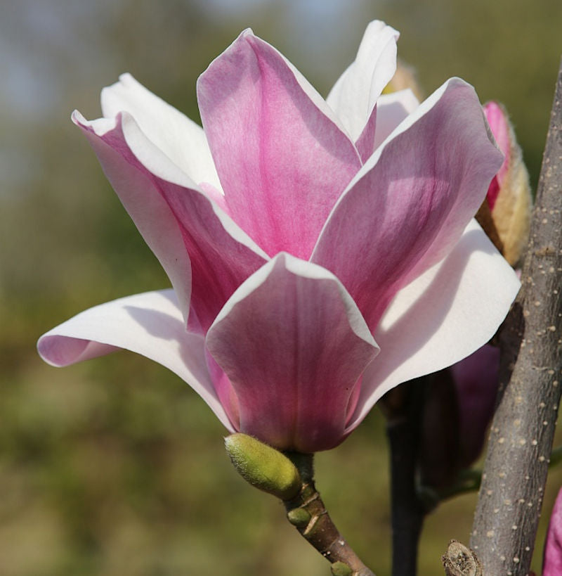  Hochstamm Großblütige Säulen Magnolie Satisfaction 100-125cm - Magnolia