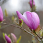  Säulen Magnolie Sentinel 100-125cm - Magnolia