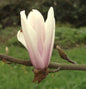  Magnolie Sunsation 60-80cm - Magnolia