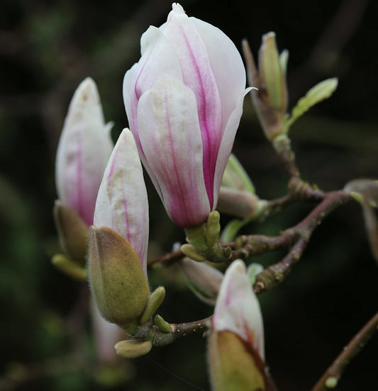  Hochstamm Tulpen Magnolie 80-100cm - Magnolia Soulangiana