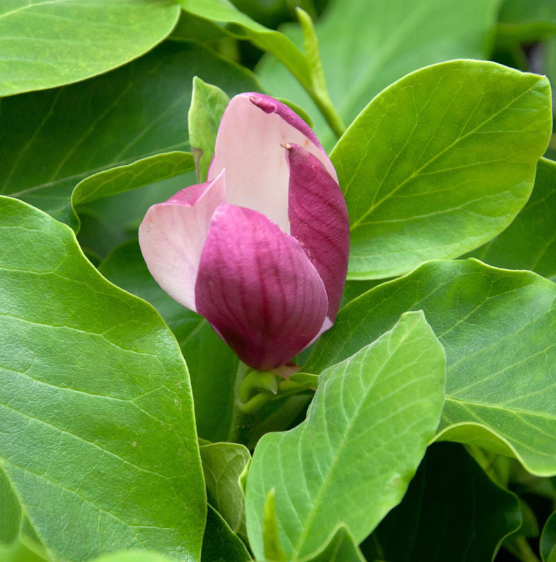  Hochstamm Magnolie Cameo 100-125cm - Magnolia