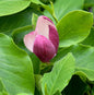  Hochstamm Magnolie Cameo 100-125cm - Magnolia