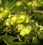  Schmuckblatt Mahonie 30-40cm - Mahonia Bealei