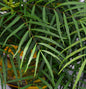  Chinesische Mahonie Soft Caress 30-40cm - Mahonia Eurybracteata