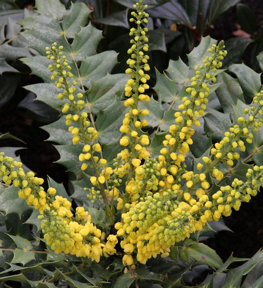  Mahonie Winter Sun 60-80cm - Mahonia Media
