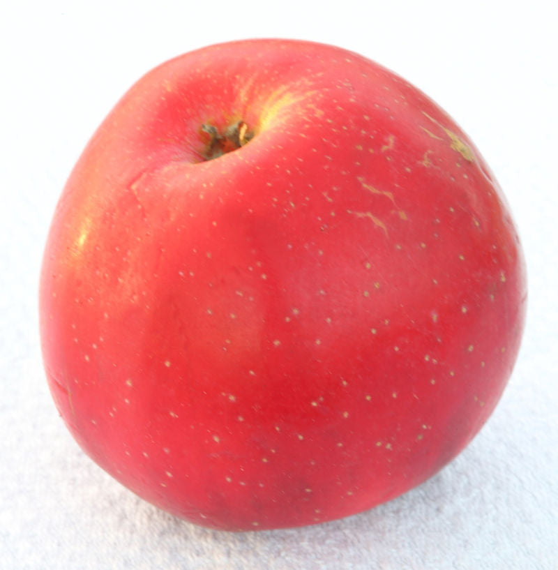  Apfelbaum Berner Rosenapfel 60-80cm - Weihnachtsapfel Feinwürzig