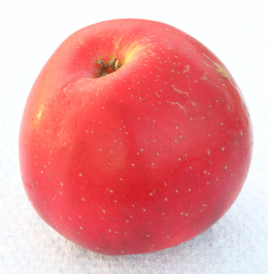  Apfelbaum Berner Rosenapfel 60-80cm - Weihnachtsapfel Feinwürzig
