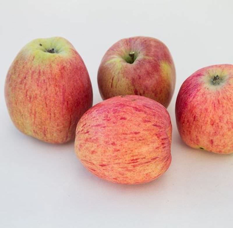  Apfelbaum Bohlenapfel 60-80cm - Frühapfel Saftig
