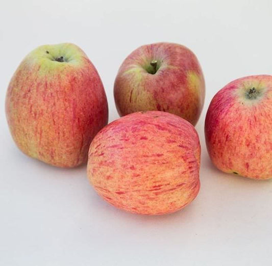  Apfelbaum Bohlenapfel 60-80cm - Frühapfel Saftig