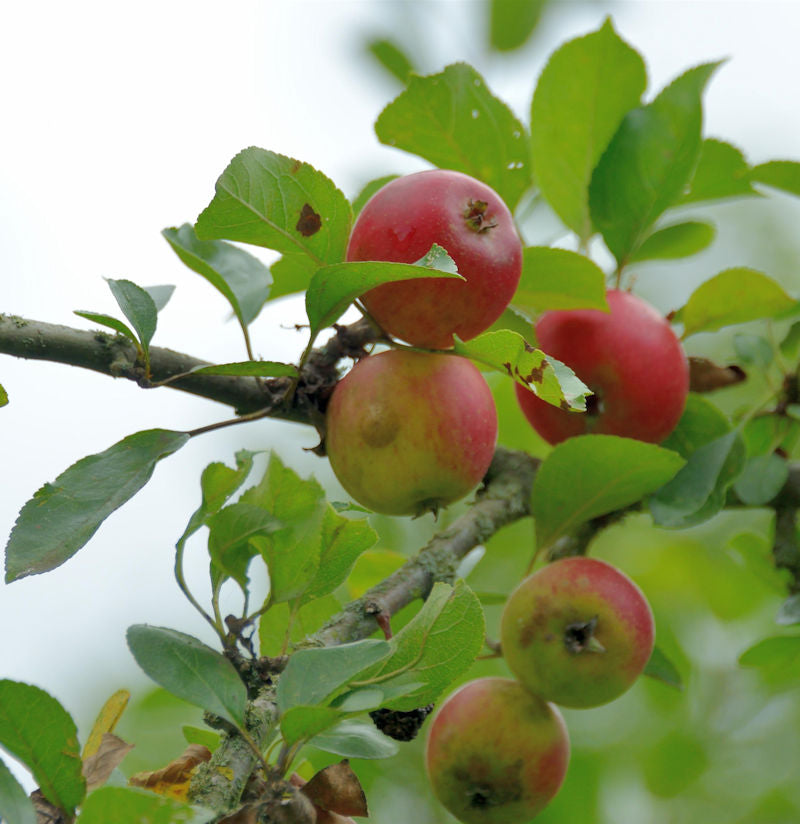  Apfelbaum Holländer Prinz 60-80cm - Knackig Und Süß