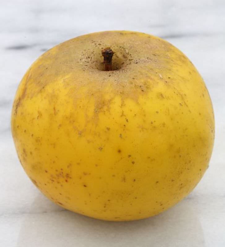  Apfelbaum Holsteiner Zitronenapfel 60-80cm - Ein Herbstsapfel