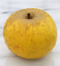  Apfelbaum Holsteiner Zitronenapfel 60-80cm - Ein Herbstsapfel
