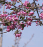 Hochstamm Zierapfel Dark Rosaleen 80-100cm - Malus Hybride