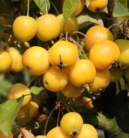  Zierapfel Golden Hornet 100-125cm - Malus Hybride