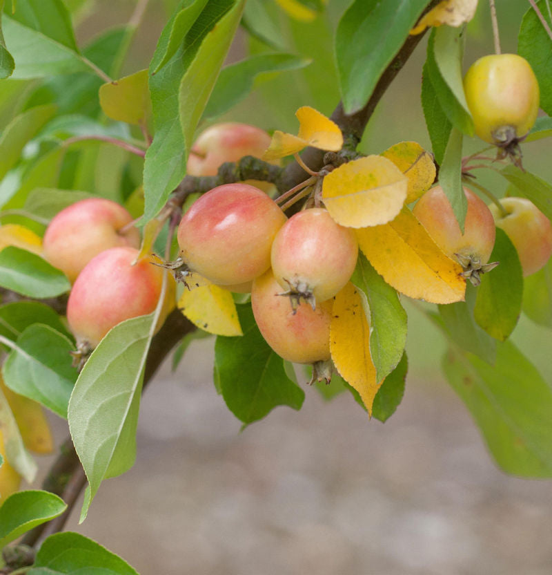  Hochstamm Zierapfel John Downie 100-125cm - Malus Hybride