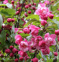  Zierapfel Prairie Fire 80-100cm - Malus Hybride