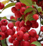  Zierapfel Red Sentinel 100-125cm - Malus Hybride