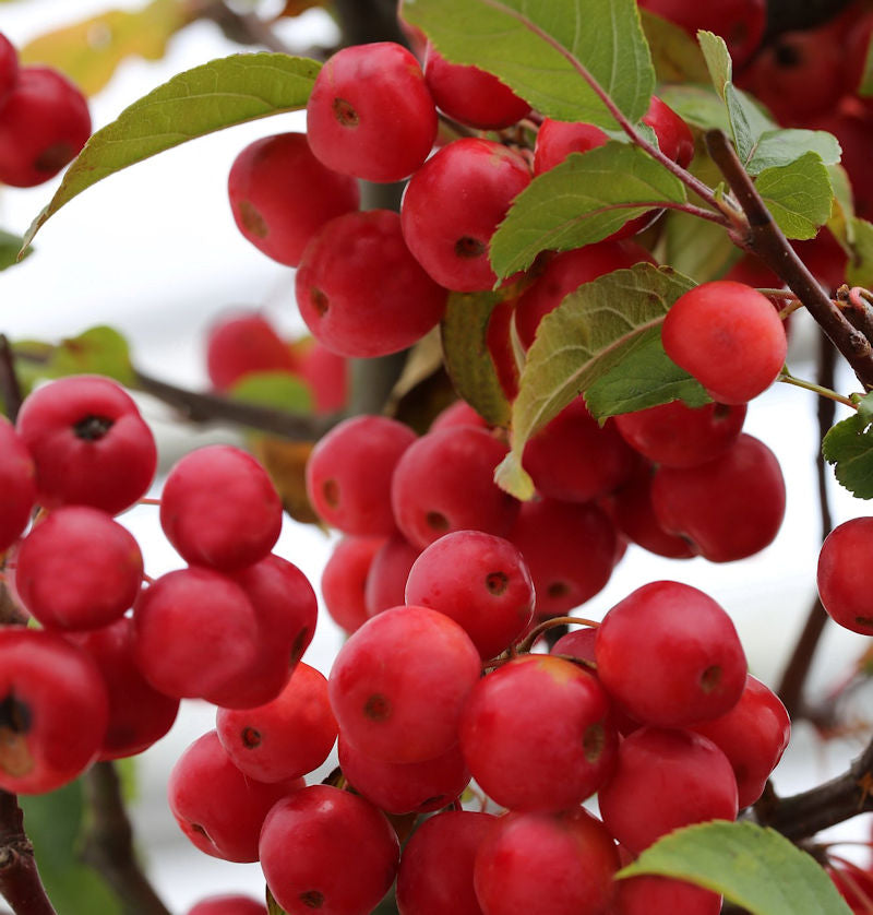  Hochstamm Zierapfel Red Sentinel 100-125cm - Malus Hybride