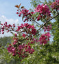  Zierapfel Scarlet 100-125cm - Malus Hybride