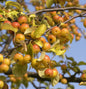  Zierapfel Butterball 125-150cm - Malus Hybride