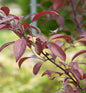  Zierapfel Coccinella 80-100cm - Malus Hybride