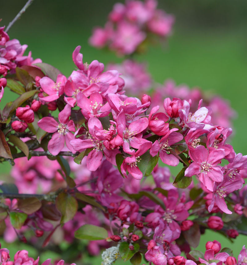  Zierapfel Eleyi 125-150cm - Malus Hybride
