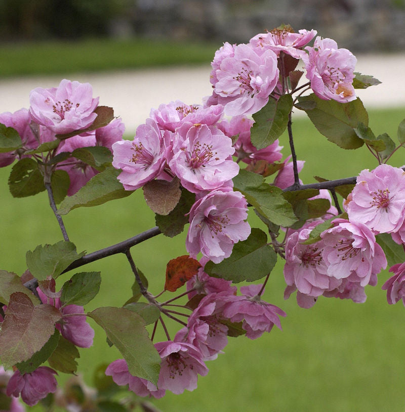  Zierapfel Liset 60-80cm - Malus Hybride