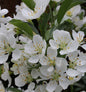  Zierapfel Tina 40-60cm - Malus Hybride