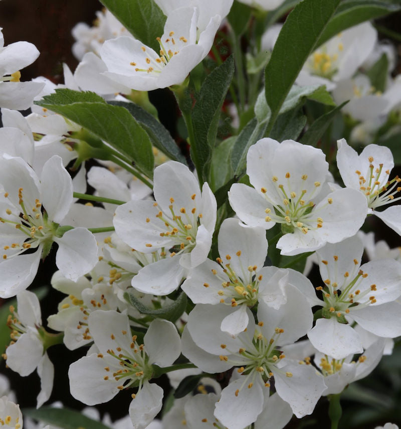  Hochstamm Zierapfel Tina 80-100cm - Malus Hybride