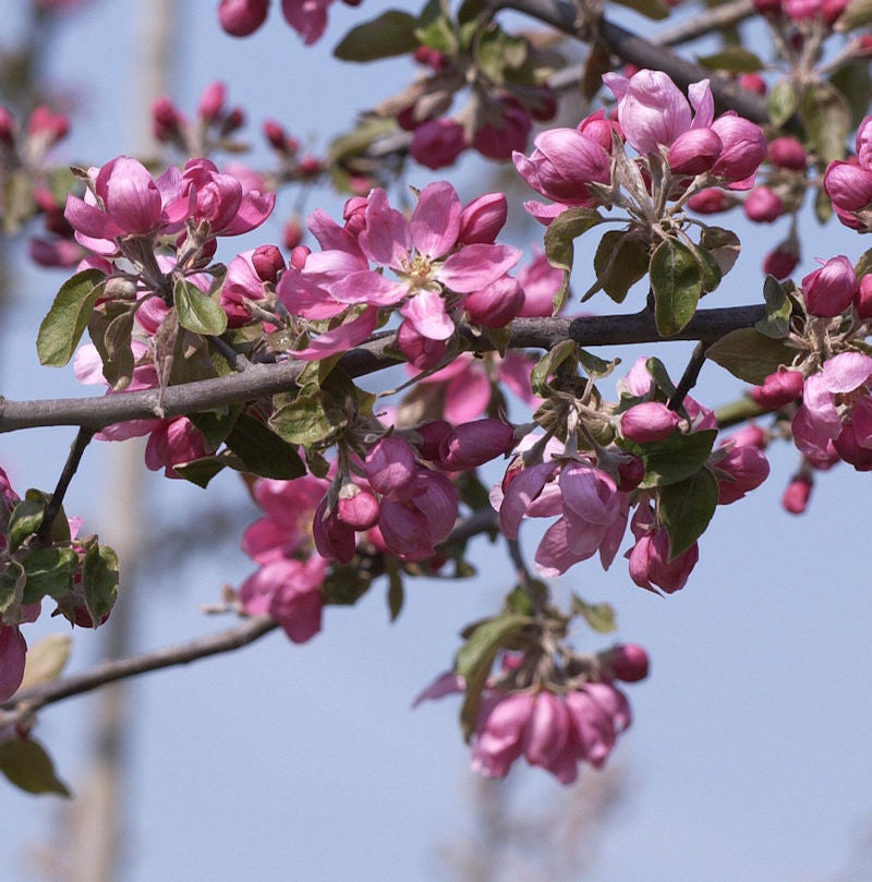  Hochstamm Zierapfelbaum Pom Pom 80-100cm - Malus Hybride