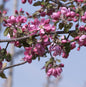  Hochstamm Zierapfelbaum Pom Pom 80-100cm - Malus Hybride