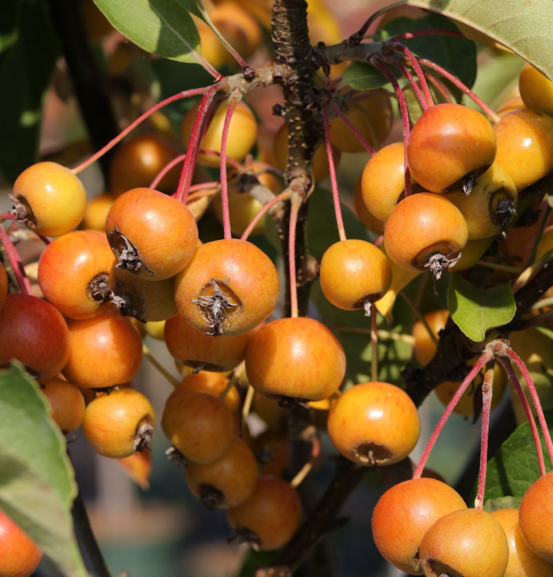  Hochstamm Zierapfelbaum Pom Zai 80-100cm - Malus Hybride